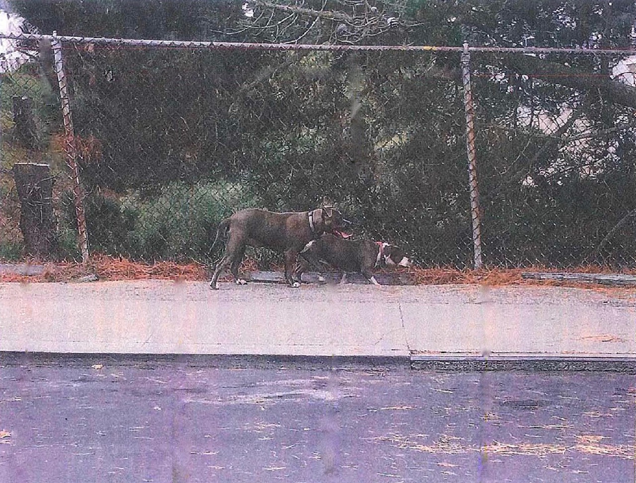 Photo of both dogs