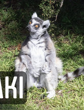 Photo of "Maki" the missing Lemur