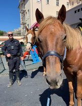 Photo of new horses entering the SFPD Mounted Unit